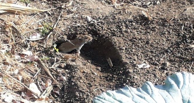 Tarla fareleri çiftçinin kabusu oldu