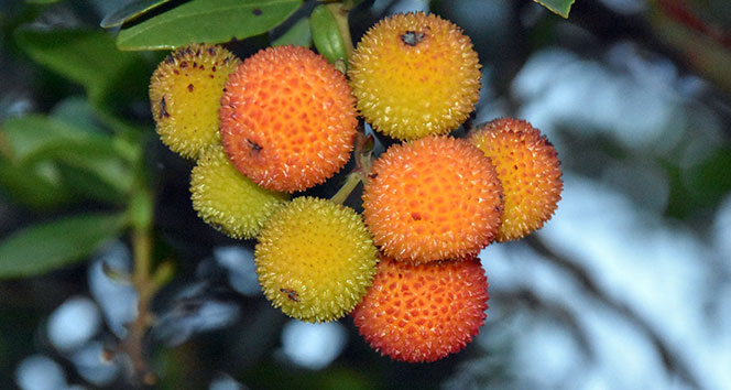 Kışın habercisi 'bilyedin' meyvesi