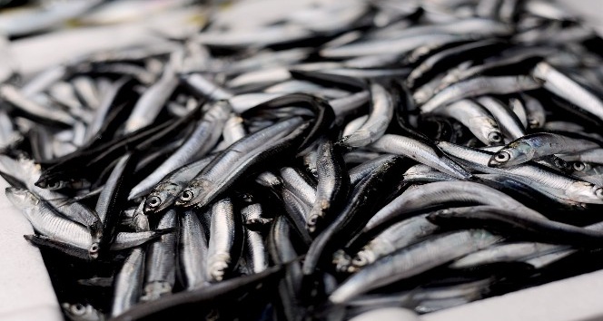 Giresunlu balıkçılardan “Av yasağı Eylül’de değil Ekim’de kalksın” önerisi