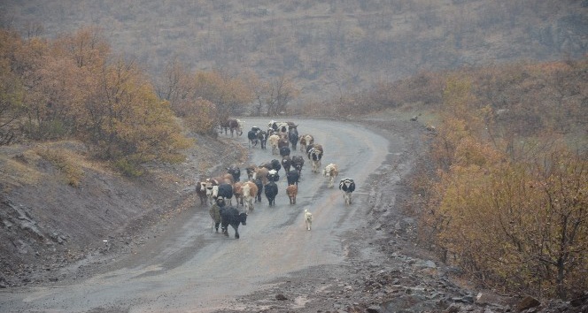 Kar yağışı göçerleri olumsuz etkiledi