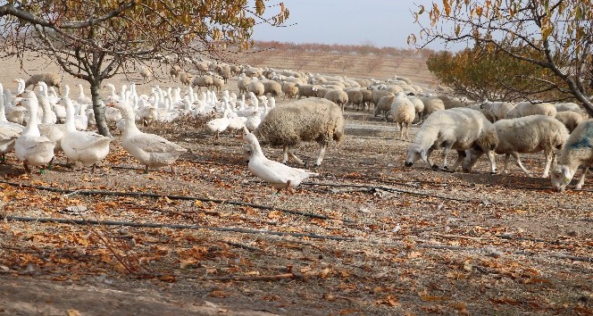Yabancı otlarla mücadelede kaz ve koyun kullanıyorlar