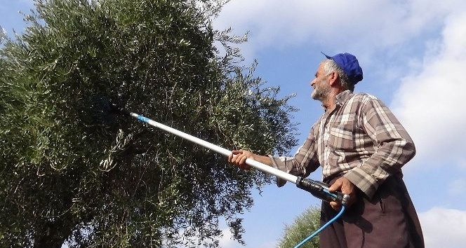 Zeytin hasadında sona gelindi