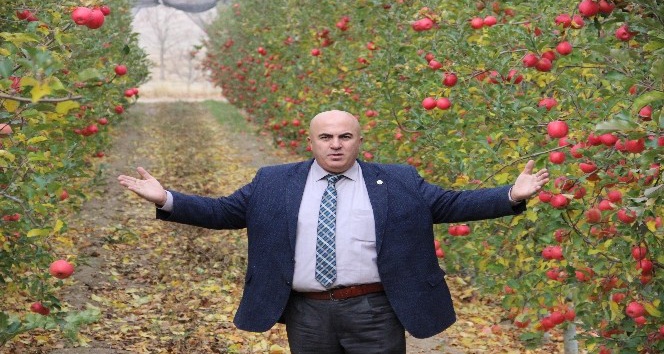 Karaman’da mevsimin son elma hasadı yapıldı