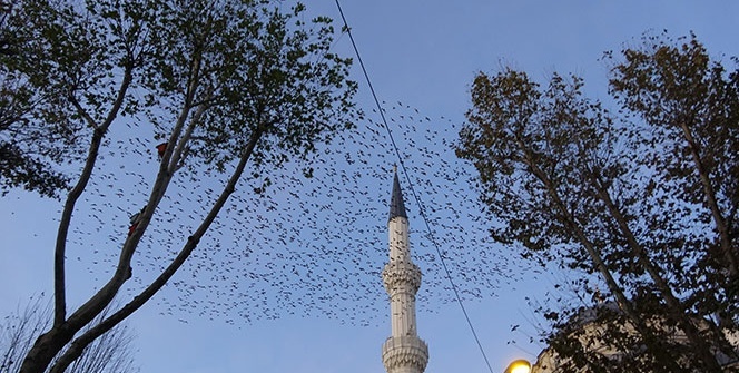Sığırcık kuşları gökyüzünü adeta bulut gibi kapladı