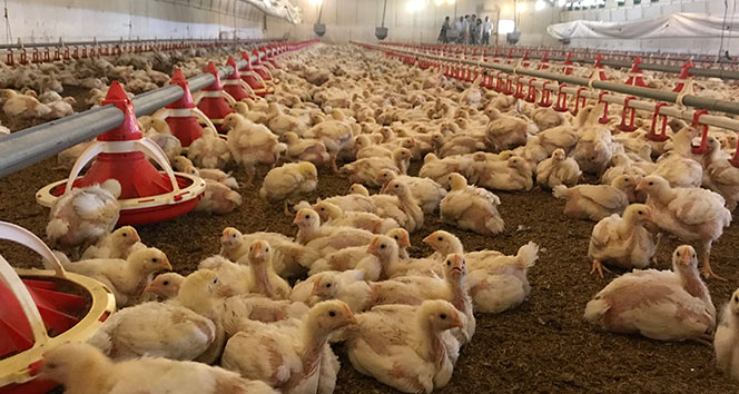Et tavukları ‘akıllı’ kümeslerde yetişiyor