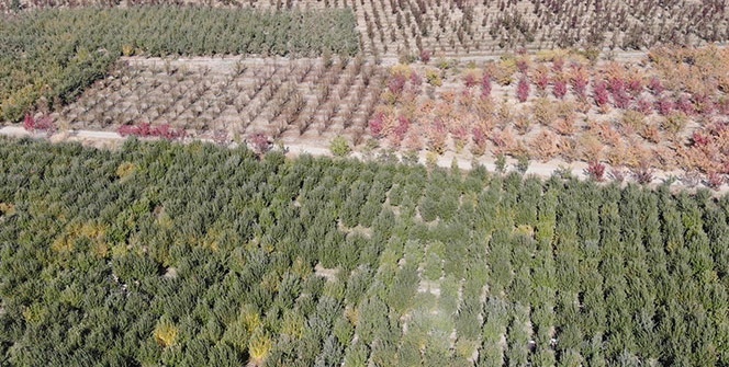 Van’da sonbahar güzelliği