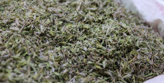 Tam bir şifa deposu! Kurusu yaşının 10 katı fiyatında