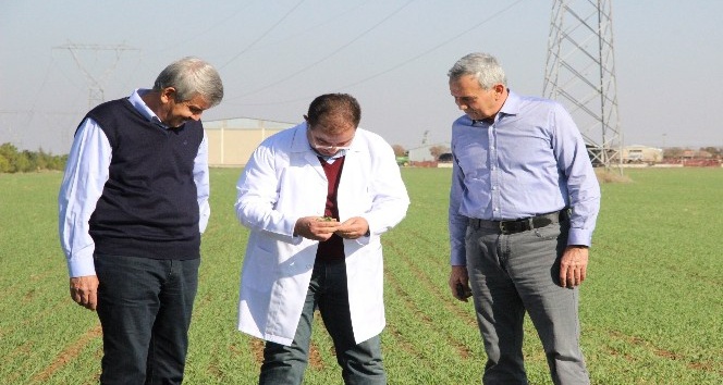 Ahmet Buğdayı Anadolu topraklarında yeniden hayat bulacak