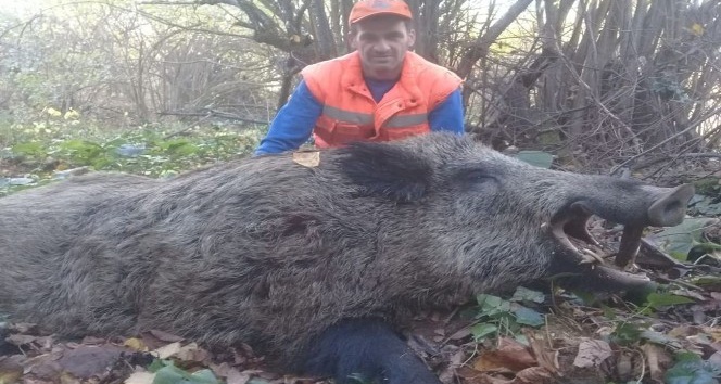 İnegöl’de avcılar 300 kiloluk yaban domuzu vurdu