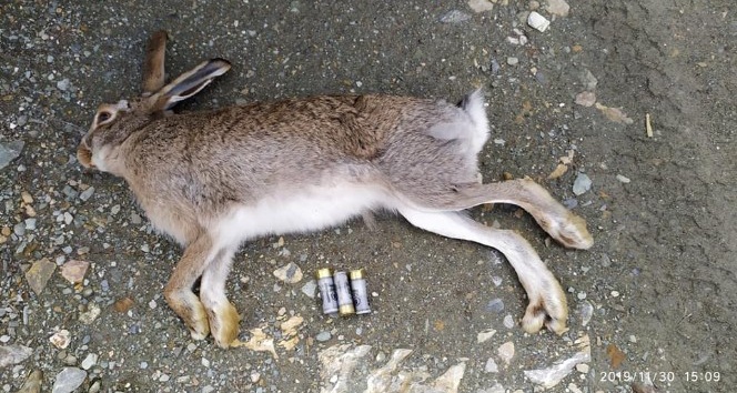 Vurulan tavşanın mülkiyeti kamuya geçirildi