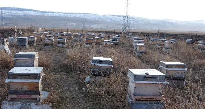Evliyaoğlu’ndan arıcılara kışlatma uyarısı