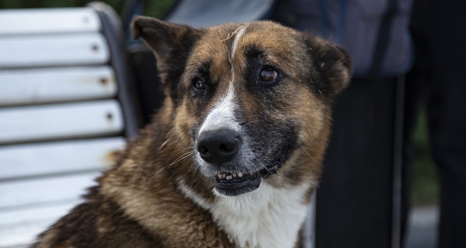 Ölen sahibinin dönmesini 9 yıl bekleyen köpek: Kırım’ın Haçiko’su