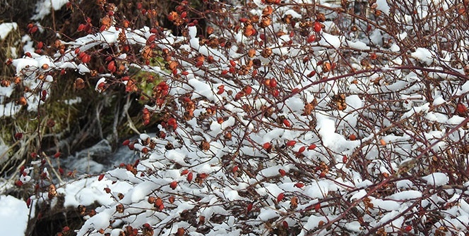 Munzur’da kış güzelliği