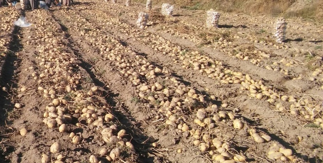 1 dönüm arazi üzerine ekti. 10 ton ürün aldı!