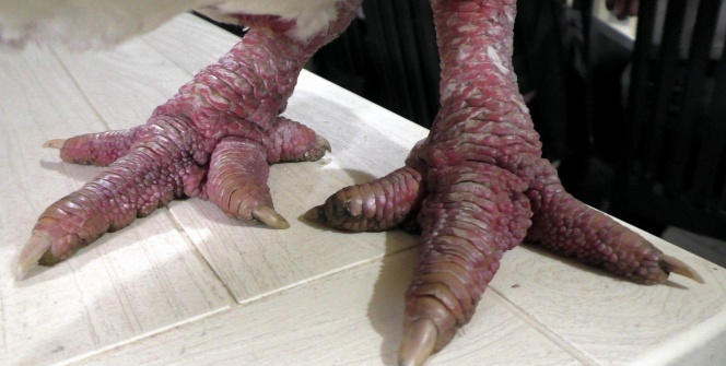 Bir kap çorbası 350 dolar! Paraya para demiyorlar