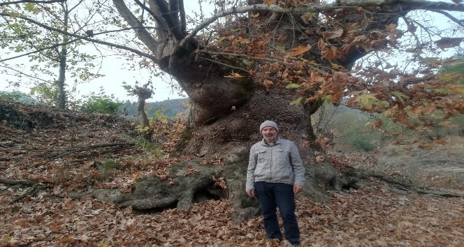 Bu ağacı görenler şaşırıyor