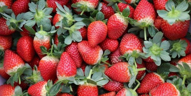 Kilosu 12 lira! Ağırlığı 40 gram...