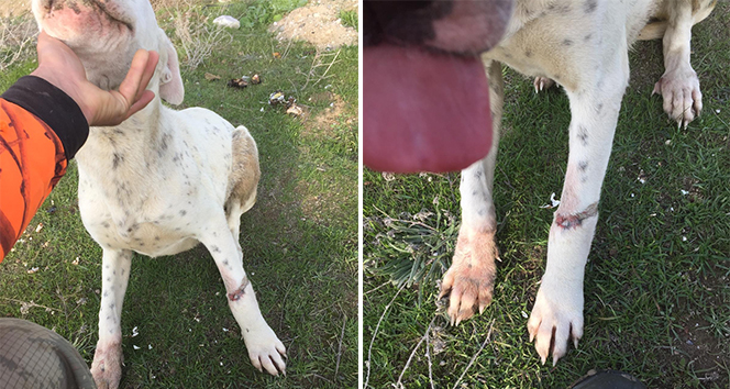 Köpekleri çuvala koyup ölüme terk ettiler