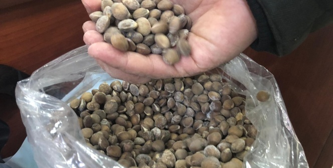 Tam bir şifa deposu! Fiyatı altınla yarışıyor