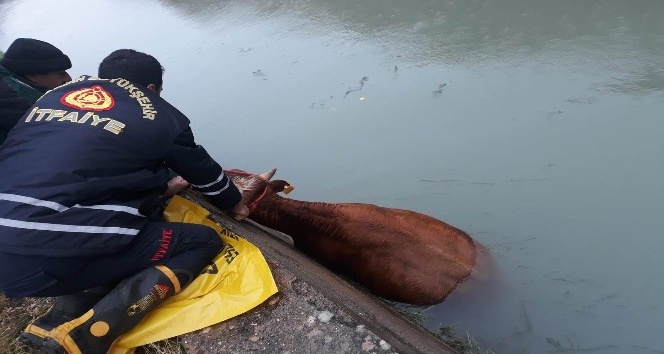 Sulama kanalına düşen ineği itfaiye kurtardı