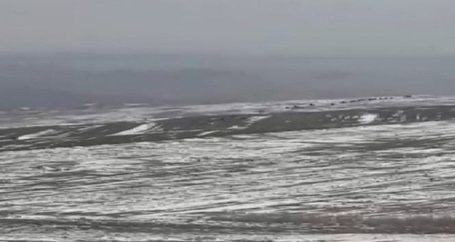 Yolda durdu, domuz sürüsünü tek tek saydı