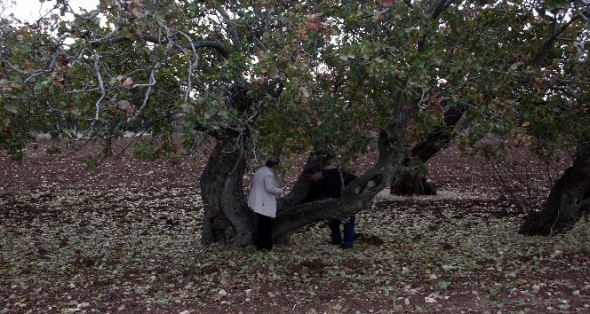 Türkiye’nin en yaşlı fıstık ağaçları Kilis’te bulundu