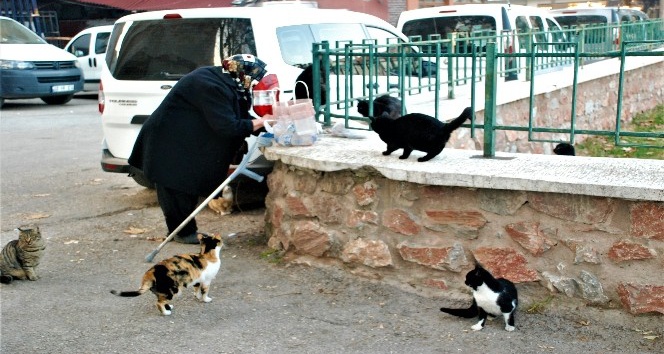 Sokak kedilerini her gün pişmiş tavuklarla besliyor