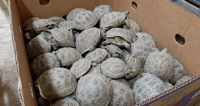 Türkiye’den Rusya’ya kaçırılan 3 bin adet kaplumbağa ele geçirildi