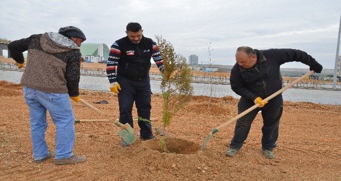 KAEÜ’sinde ağaçlandırma çalışmaları
