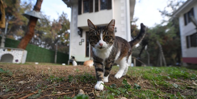 Villaların sahibi kediler