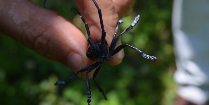 Hızla yayıldı, çözüm bulunamadı! Herkes bahçesini yakmaya başladı