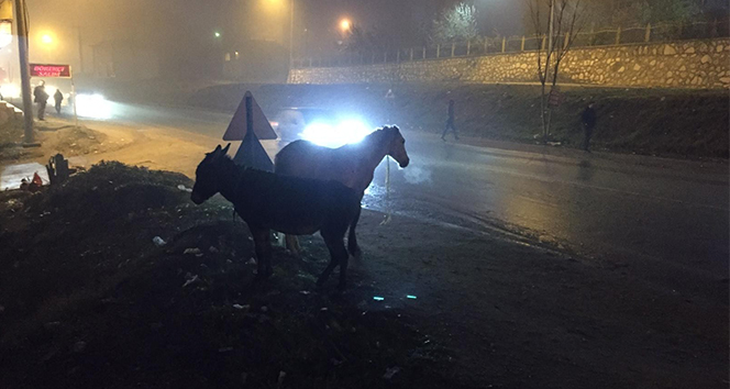 İnegöl'de başı boş atlar tehlike saçıyor