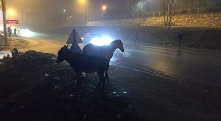 İnegöl'de başı boş atlar tehlike saçıyor