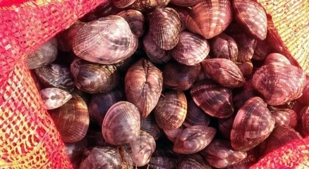 Kaçak midye avcılarına operasyon