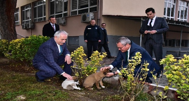 4 yavru köpeğe Saruhanlı Kaymakamlığı sahip çıktı