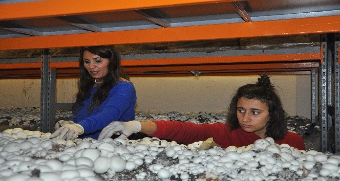 Girişimci kadınlar kurduğu tesiste yılda 18 ton mantar üretecek
