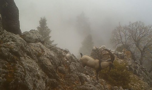 Burdur’da Yaban Keçilerinin görsel şöleni