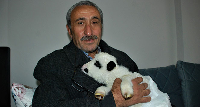 Yavru kuzuya evlerinde bebek gibi bakıyorlar