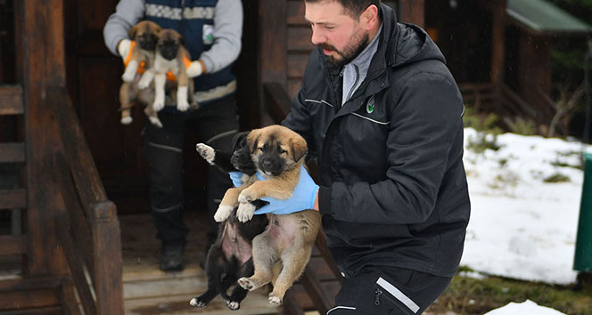Uludağ&#039;da yavru köpekler donmaktan kurtarıldı