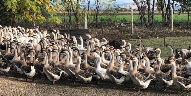 İnternetten araştırırken buldu! 6 ayda 100 bin TL gelir