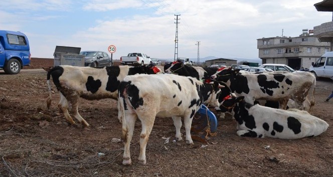 Damızlık Düve Desteklemeleri başladı