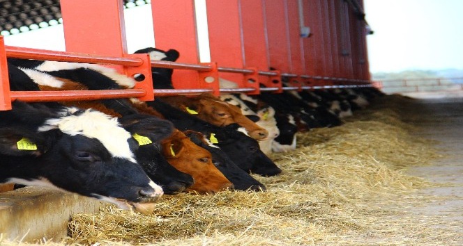 Yüzde 40 hibeli düve alım desteği başvuruları başladı