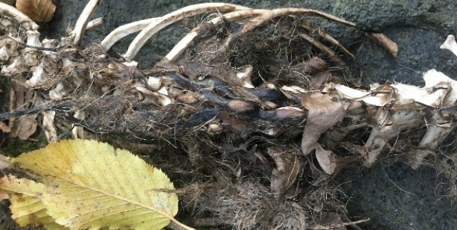 Trabzon'da bulunmuştu! Sırrı çözüldü