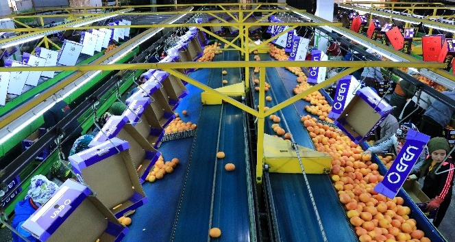 Yeni yıl kutlamaları başladı, narenciye ihracatı arttı