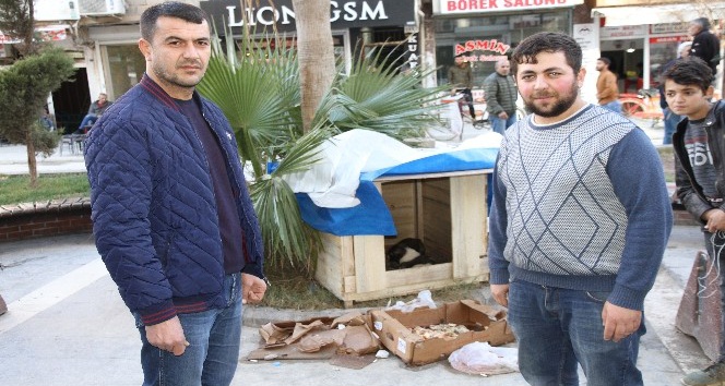 Soğuktan etkilenen sokak köpeği ve yavruları için kulübe yaptırdı