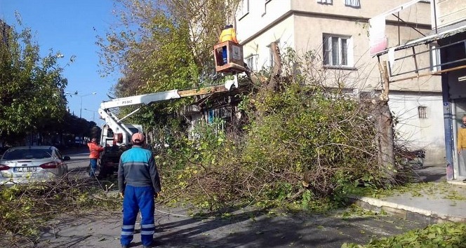 Kilis’te cadde ve yollardaki ağaçların budanmasına başlandı