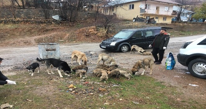 Sokak hayvanlarını gönüllüler besliyor