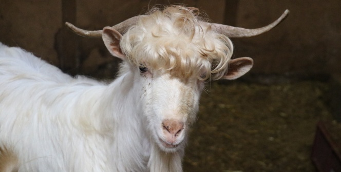 Bu keçileri görenler, kuaförden çıktıklarını düşünüyor