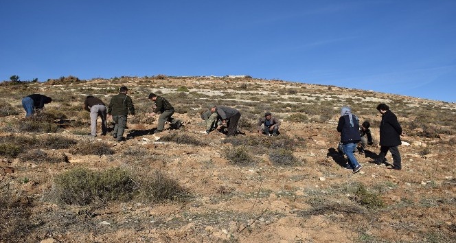 15 bin kekik toprakla buluştu