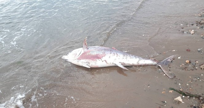 Dev orkinos balığı kıyıya vurdu